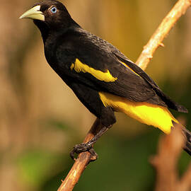 yellow-rumped cacique by Flees Photos