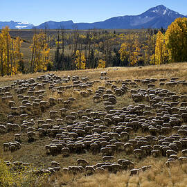 1000 Sheep Above Telluride Colorado by Mary Lee Dereske
