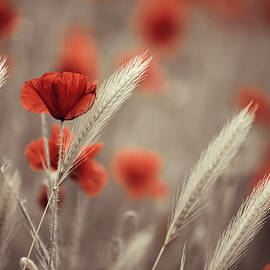 Summer Poppy Meadow by Nailia Schwarz