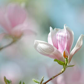 Magnolia Flowers by Nailia Schwarz