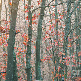 Autumn forest by Jelena Jovanovic