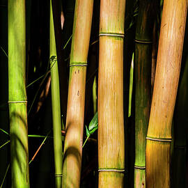 Bamboo by Kelley King