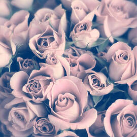 Blush Rose by Jessica Jenney