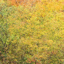 Fall Colors - Abstract by Shankar Adiseshan