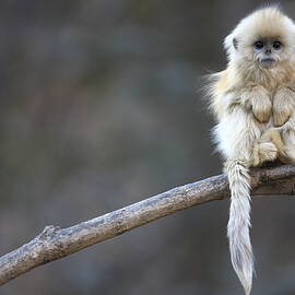 Golden Snub-nosed Monkey 