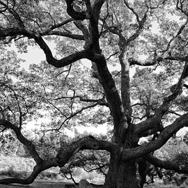 Granby Oak by HD Connelly