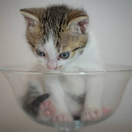 Kitten in glass cup by Miroslav Liska