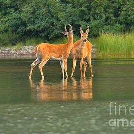 Many Glacier Deer 1 by Adam Jewell