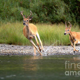 2 Many Glacier Deer by Adam Jewell