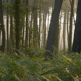 Morning fog surrounds the trees in  Landes Forest by Sami Sarkis Photography