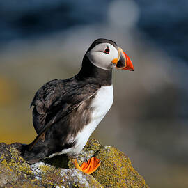 Puffin by Grant Glendinning