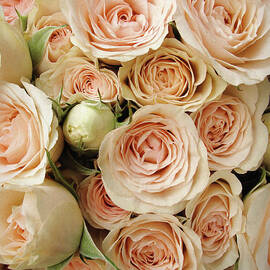 Rose Blush by Jessica Jenney