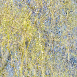 Spring Season - Inspired by Jackson Pollock by Shankar Adiseshan