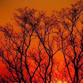 Sunsets by Donn Ingemie