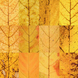 Swatches - Autumn Leaves inspired by Gerhard Richter by Shankar Adiseshan