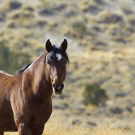 Wild Mustang Horse by Waterdancer 