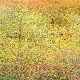 Fall Colors - Abstract by Shankar Adiseshan