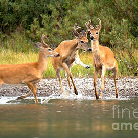 3 Many Glacier Deer by Adam Jewell