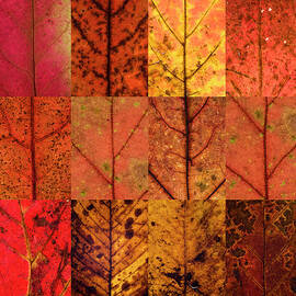 Swatches - Autumn Leaves inspired by Gerhard Richter by Shankar Adiseshan