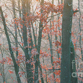 Autumn forest by Jelena Jovanovic