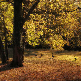 Autumn Promenade by Jessica Jenney