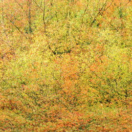 Fall Colors - Abstract by Shankar Adiseshan