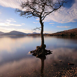 Loch Lomond Tree by Grant Glendinning