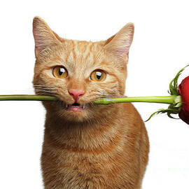 Portrait of ginger cat brought rose as a gift by Sergei Taran