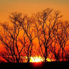 Sunsets by Donn Ingemie