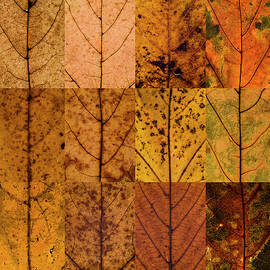 Swatches - Autumn Leaves inspired by Gerhard Richter by Shankar Adiseshan