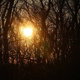 Sunsets by Donn Ingemie