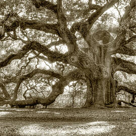 Angel Oak Live Oak Tree by Dustin K Ryan