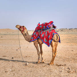 Thar Desert - India by Joana Kruse