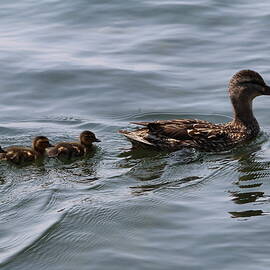 Wolfeboro NH by Donn Ingemie