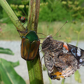 A Conspiracy - Caught in the Act by Richard Reeve