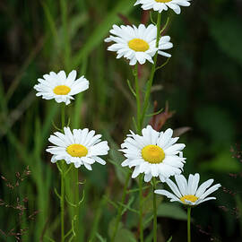 A Half Dozen Wild Daisies by Mary Lee Dereske