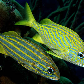 A Pair of Grunts by Jean Noren