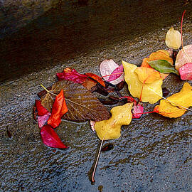 A Rainy Autumn Day in the City by Rona Black