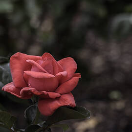 A Red Beauty by Ed Clark