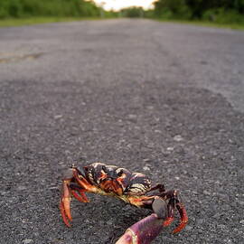 A red land crab on the road by Sami Sarkis Photography