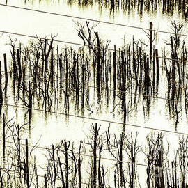 A reflection by Jorgo Photography