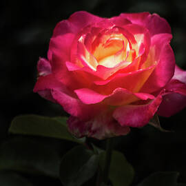 A Rose for Love by Ed Clark