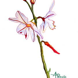 A Single Lily by Angeles M Pomata