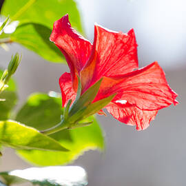 A single red flower by AM FineArtPrints
