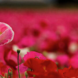 Above it All by Jean Noren