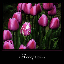 Acceptance 5 by Mary Jo Allen