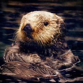 Adorable Sea Otter by Jean Noren