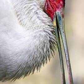 African Spoonbill by KJ Swan