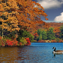 Afternoon Swim by Susan Candelario