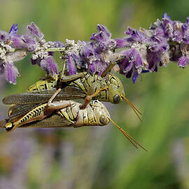 Alien Love by Rona Black